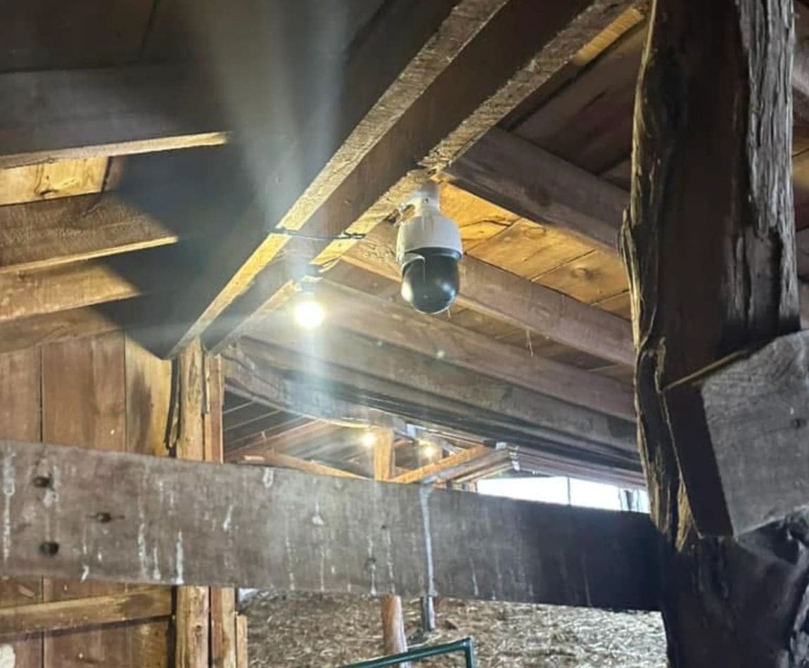 Calving camera installed on the ceiling within a barn